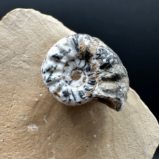 Amaltheus subnodosus Ammonite fossil with stand - Whitby, North Yorkshire Jurassic Coast Yorkshire Fossils