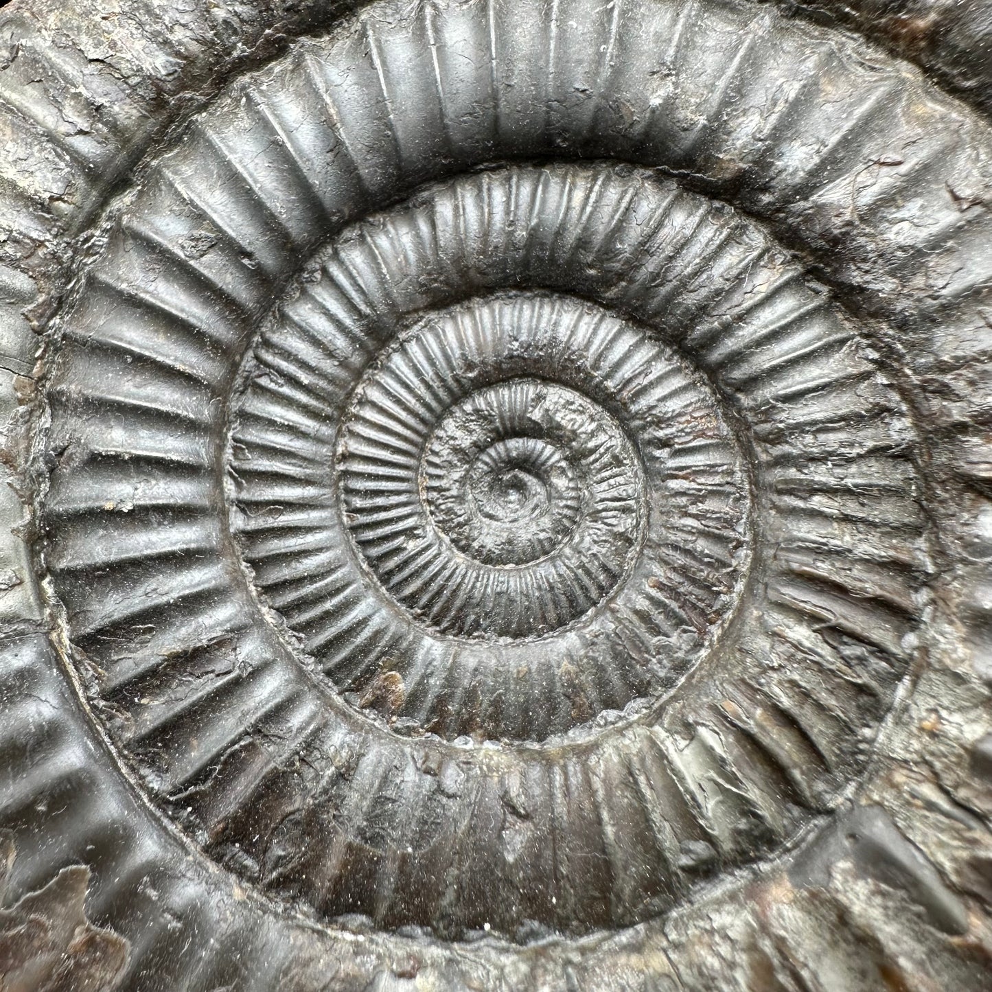 Dactylioceras Ammonite Fossil With Box And Stand - Whitby, North Yorkshire Jurassic Coast Yorkshire Fossils