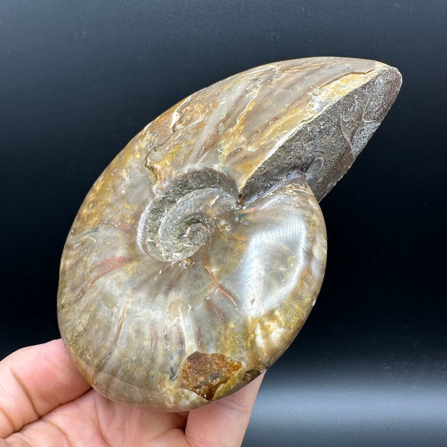 Cleoniceras Ammonite Fossil With Stand - Cretaceous Ammonite Madagascar