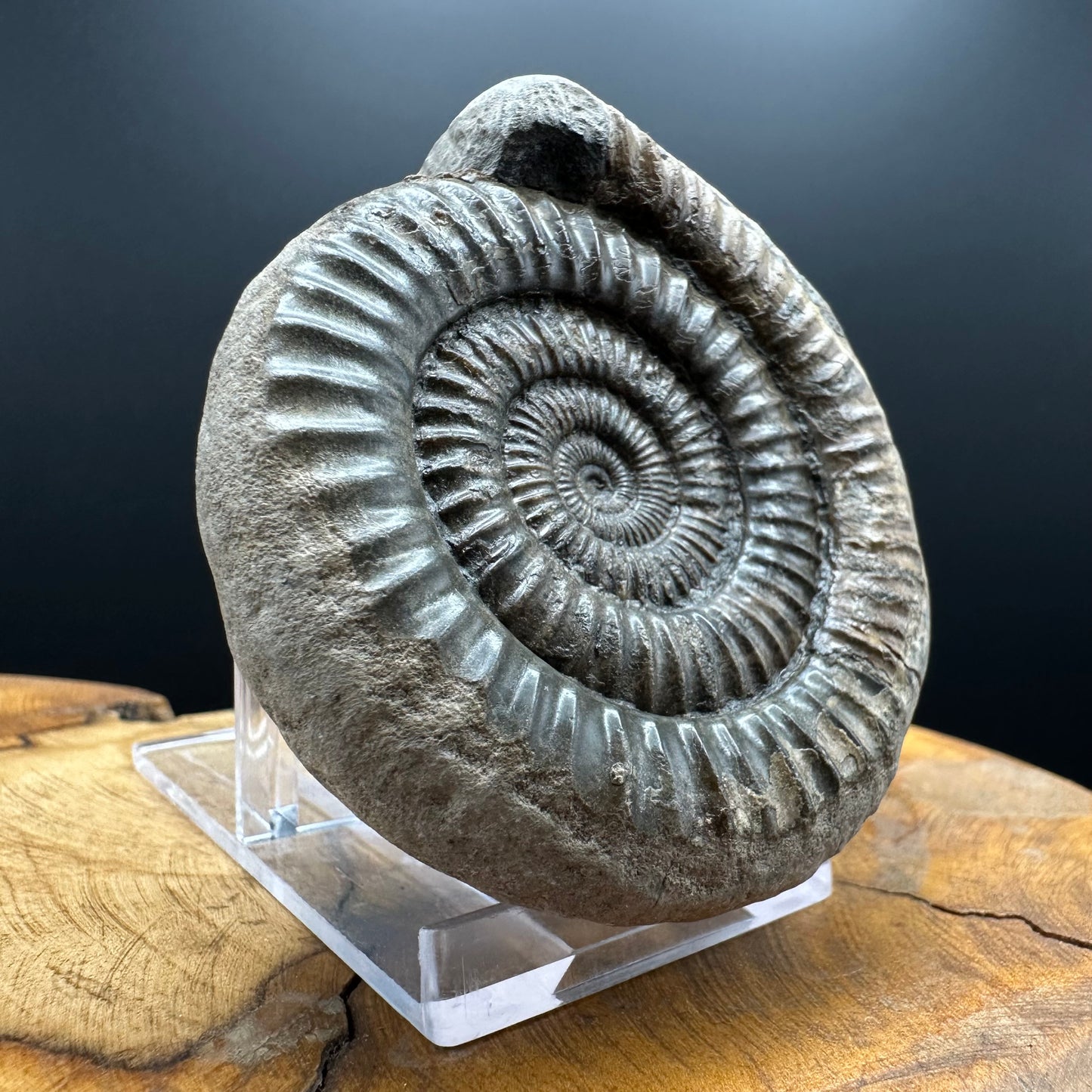 Dactylioceras Ammonite Fossil With box and Stand - Whitby, North Yorkshire Jurassic Coast Yorkshire Fossils