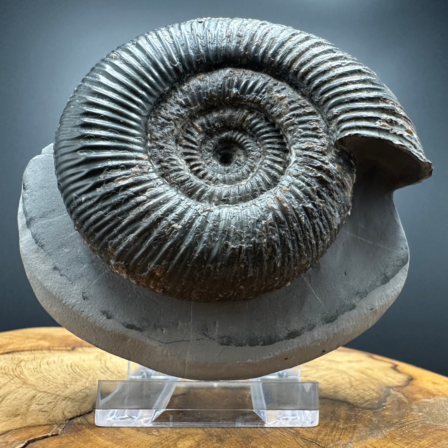 Dactylioceras semicelatum Ammonite fossil with stand - Whitby, North Yorkshire Jurassic Coast Yorkshire Fossils