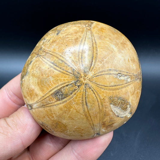Holectypus Sea Urchin Fossil With Box And Stand - Middle Jurassic Madagascar