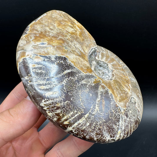 Cleoniceras Ammonite Fossil With Box And Stand - Cretaceous Ammonite Madagascar