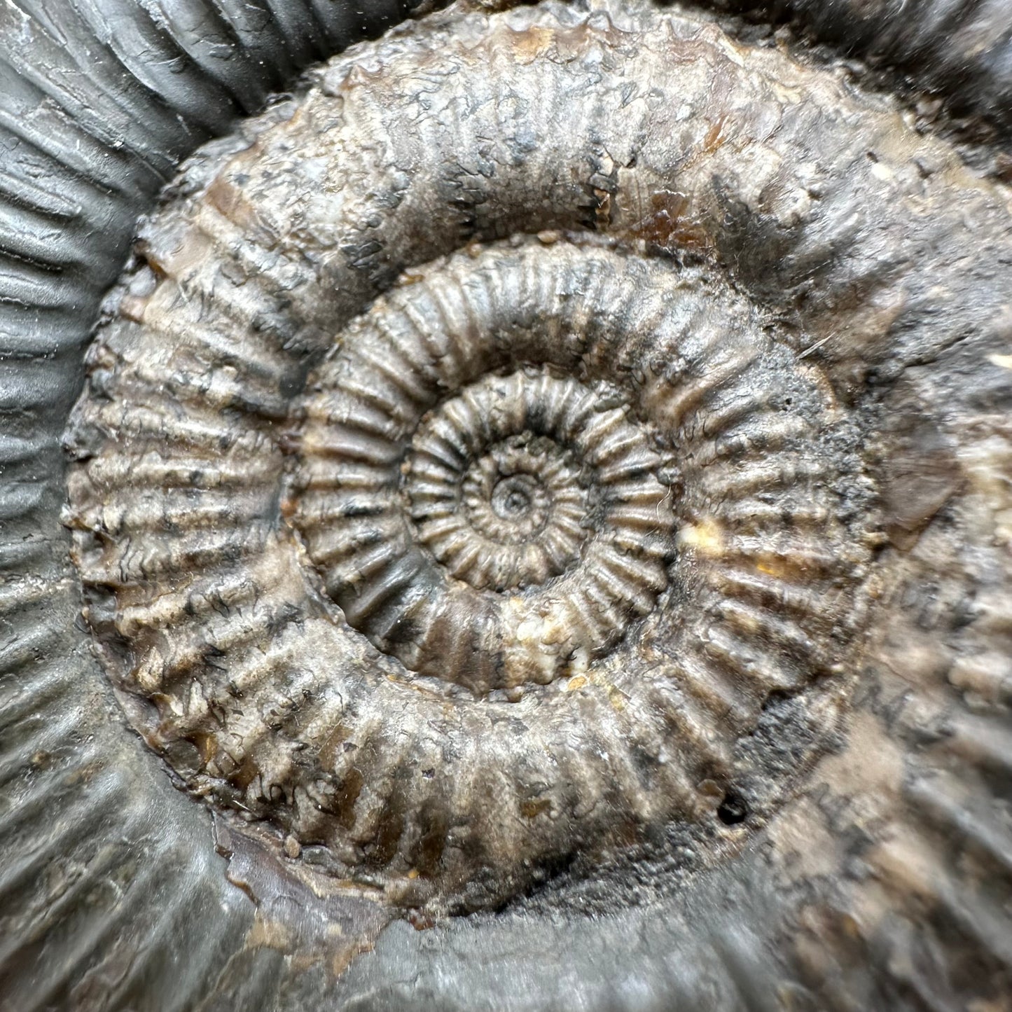 Zugodactylites ammonite fossil with box and stand - Whitby, North Yorkshire Jurassic Coast, Yorkshire fossils