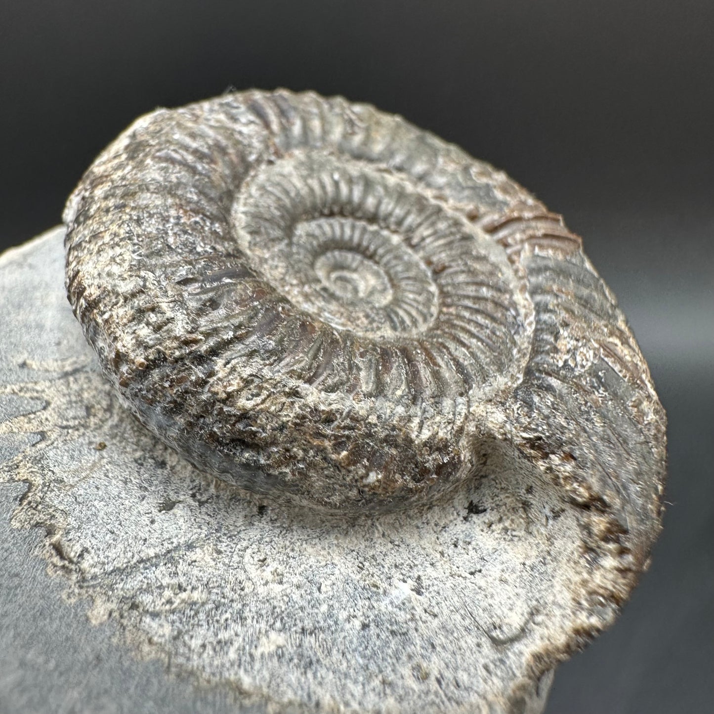 Dactylioceras Ammonite Fossil With Box And Stand - Whitby, North Yorkshire Jurassic Coast Yorkshire Fossils