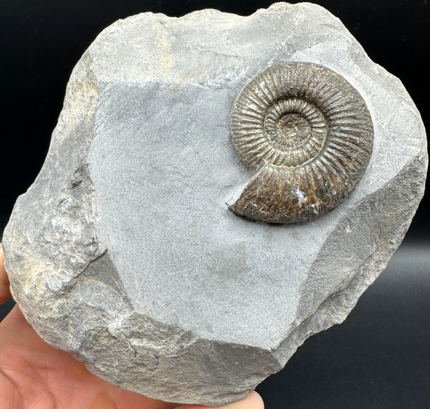 Dactylioceras semicelatum Ammonite fossil - Whitby, North Yorkshire Jurassic Coast Yorkshire Fossils