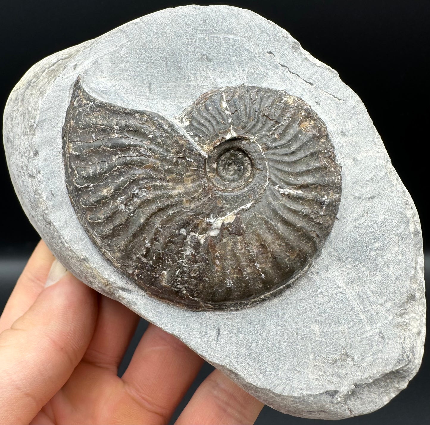 Pseudolioceras lythense Ammonite fossil with box and stand - Whitby, North Yorkshire, Yorkshire Fossils on the Jurassic Coast