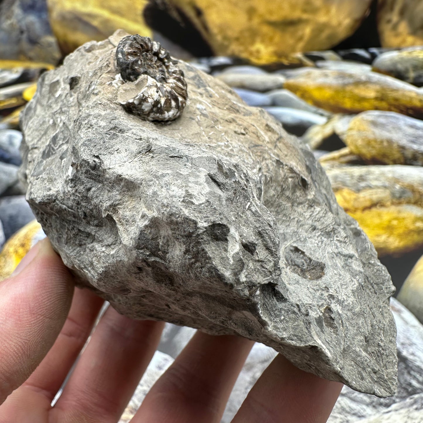 Amaltheus subnodosus ammonite fossil - Whitby, North Yorkshire Jurassic Coast, Yorkshire Fossils