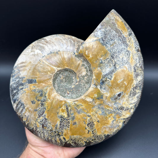 Cleoniceras Ammonite Fossil With Stand - Cretaceous Ammonite Madagascar