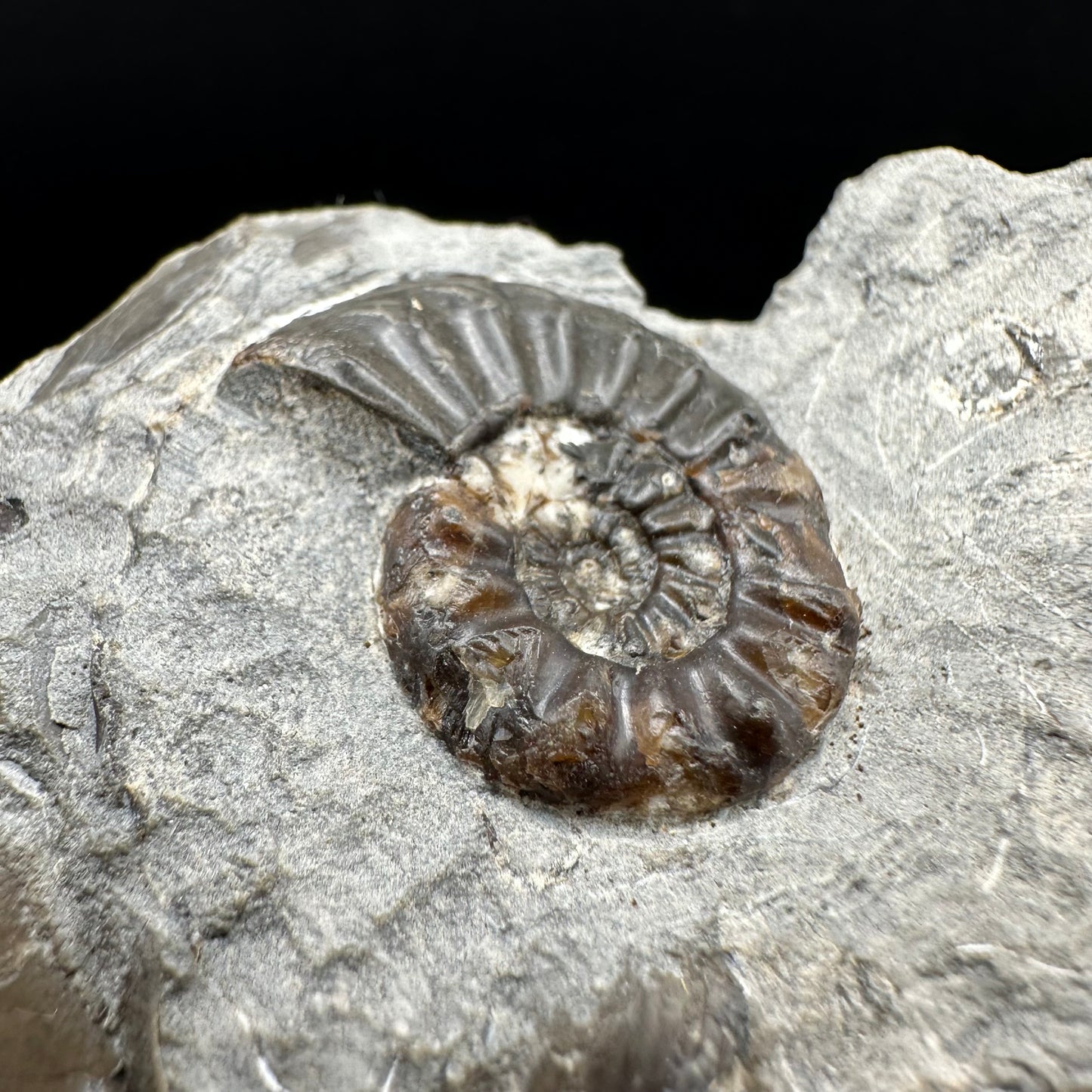 Amaltheus subnodosus Ammonite fossil with box and stand - Whitby, North Yorkshire Jurassic Coast Yorkshire Fossils