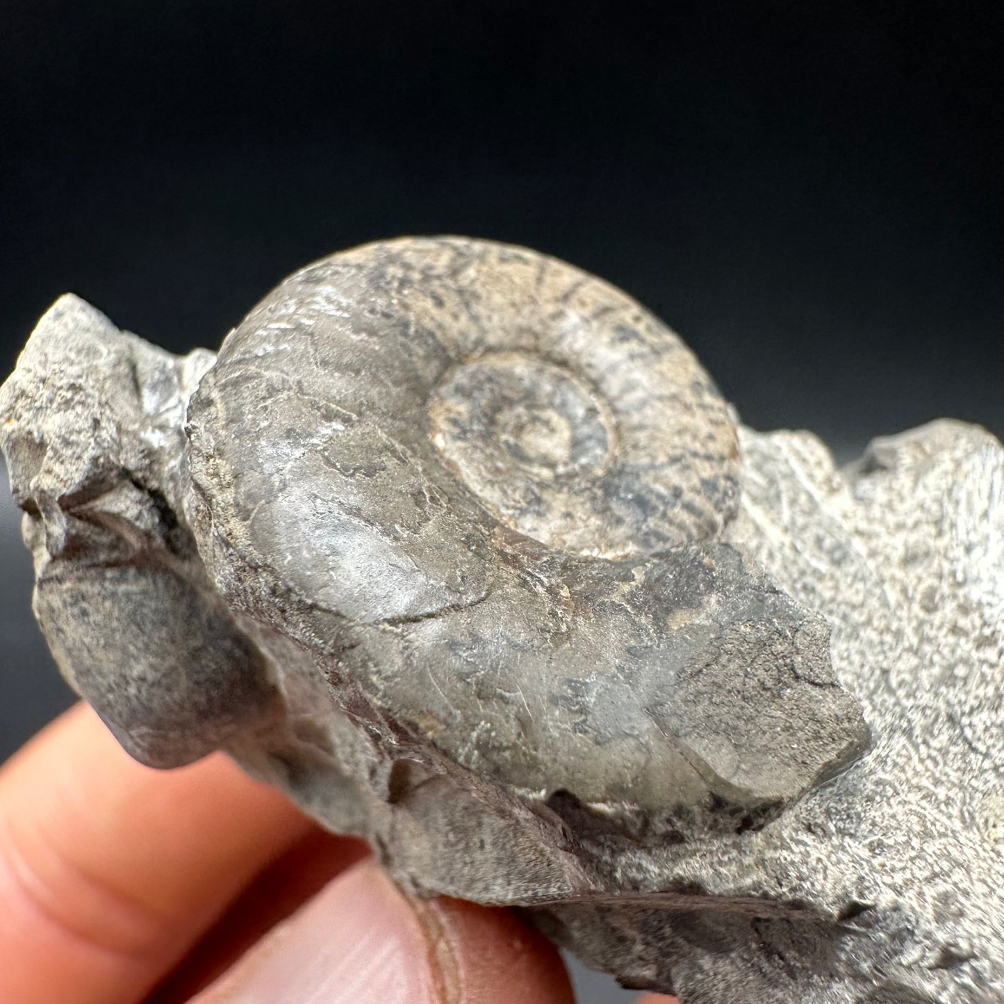 Grammoceras thoaurense Ammonite shell fossil with box and stand - Whitby, North Yorkshire, Yorkshire Fossils from the Jurassic Coast