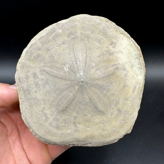 Echinoid (Sea Urchin) Fossil With Box And Stand - Indonesian Echinoid Fossil Indonesia