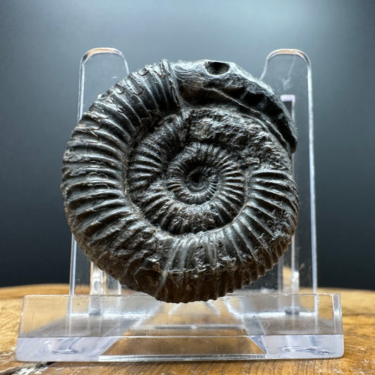 Snakestone Ammonite Fossil With Bag/Box And Stand - Whitby, North Yorkshire Jurassic Coast Yorkshire Fossils