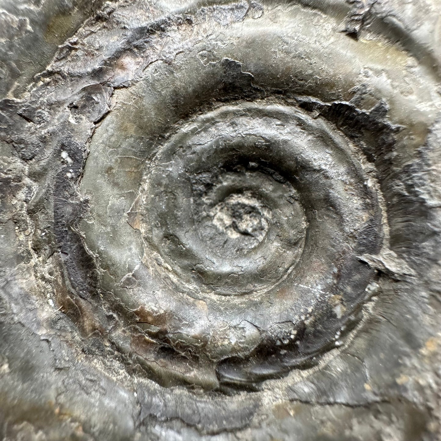 Hildoceras Bifrons Ammonite fossil with box and stand - Whitby, North Yorkshire Jurassic Coast, Yorkshire Fossils from the Jurassic Coast