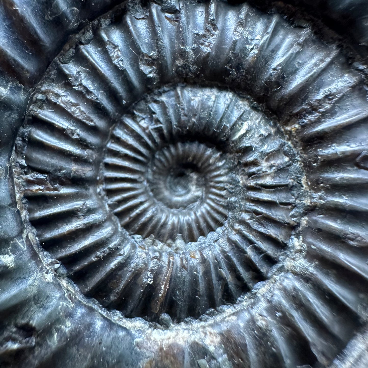 Dactylioceras Ammonite Fossil With box and Stand - Whitby, North Yorkshire Jurassic Coast Yorkshire Fossils