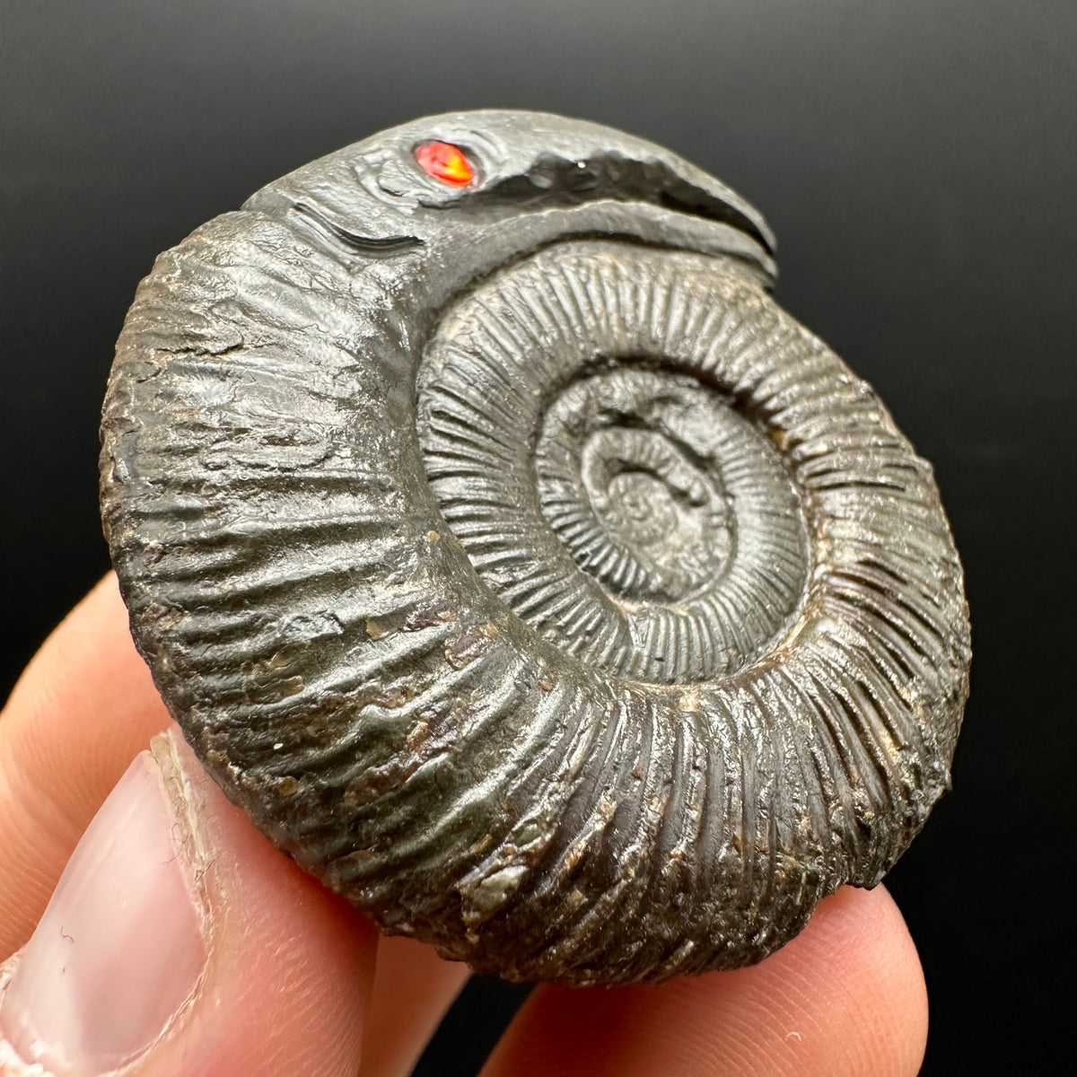 Snakestone Ammonite Fossil With Bag/Box And Stand - Whitby, North Yorkshire Jurassic Coast Yorkshire Fossils