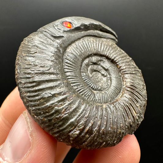 Snakestone Ammonite Fossil With Bag/Box And Stand - Whitby, North Yorkshire Jurassic Coast Yorkshire Fossils