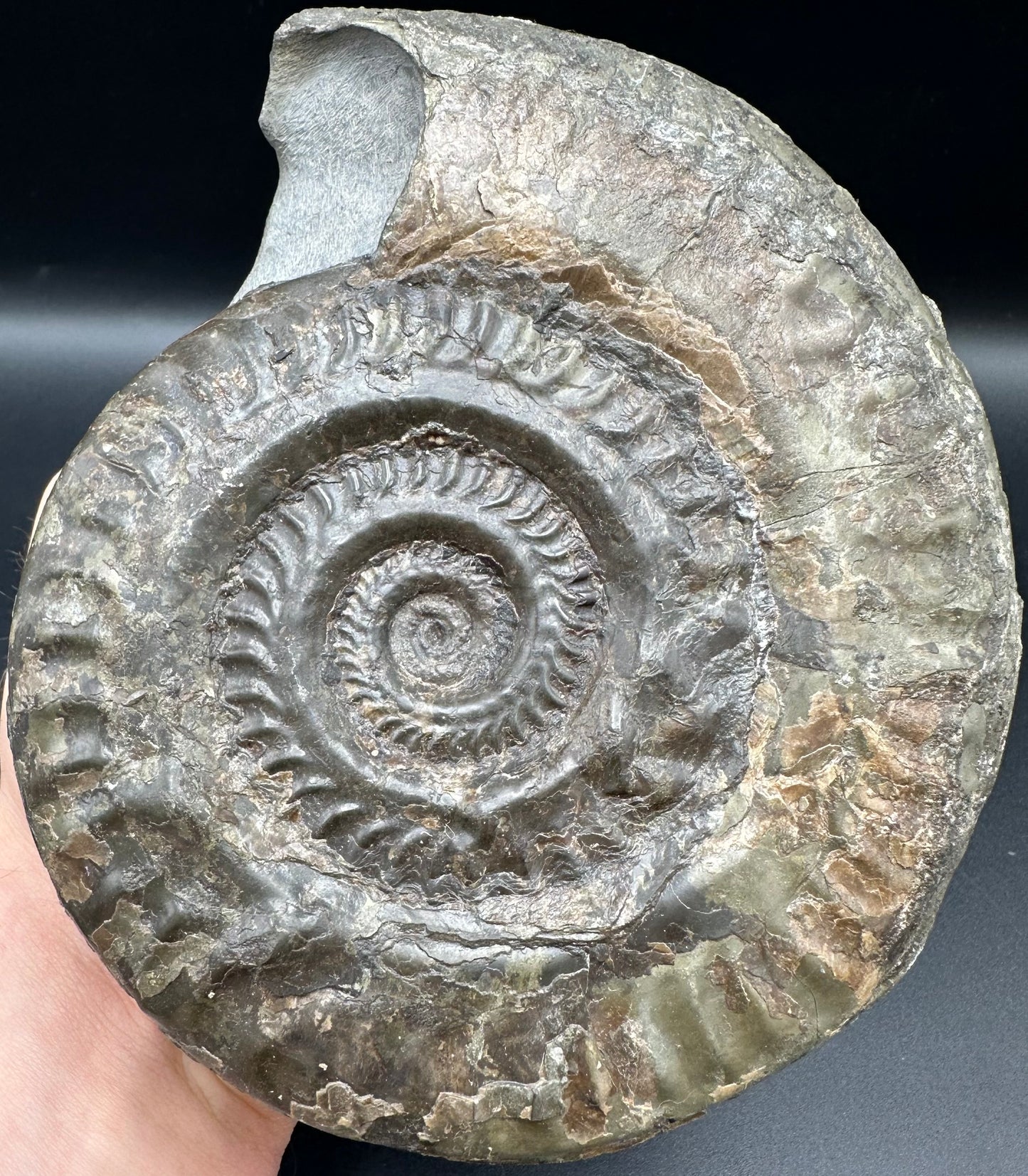 Hildoceras lusitanicum Ammonite fossil - Whitby, North Yorkshire, Jurassic Coast, Yorkshire Fossils from the Jurassic Coast