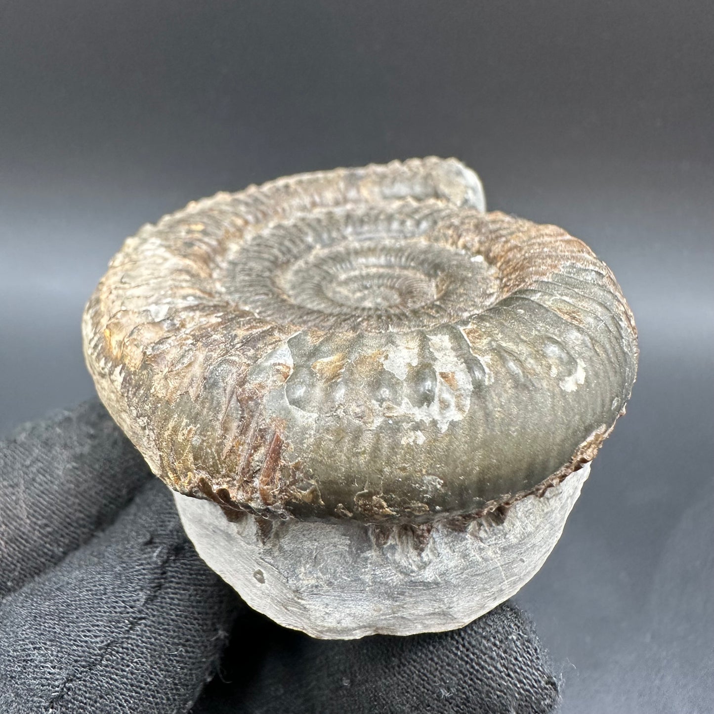 Peronoceras fibulatum Ammonite fossil with box and stand - Whitby, North Yorkshire Jurassic Coast Yorkshire Fossils