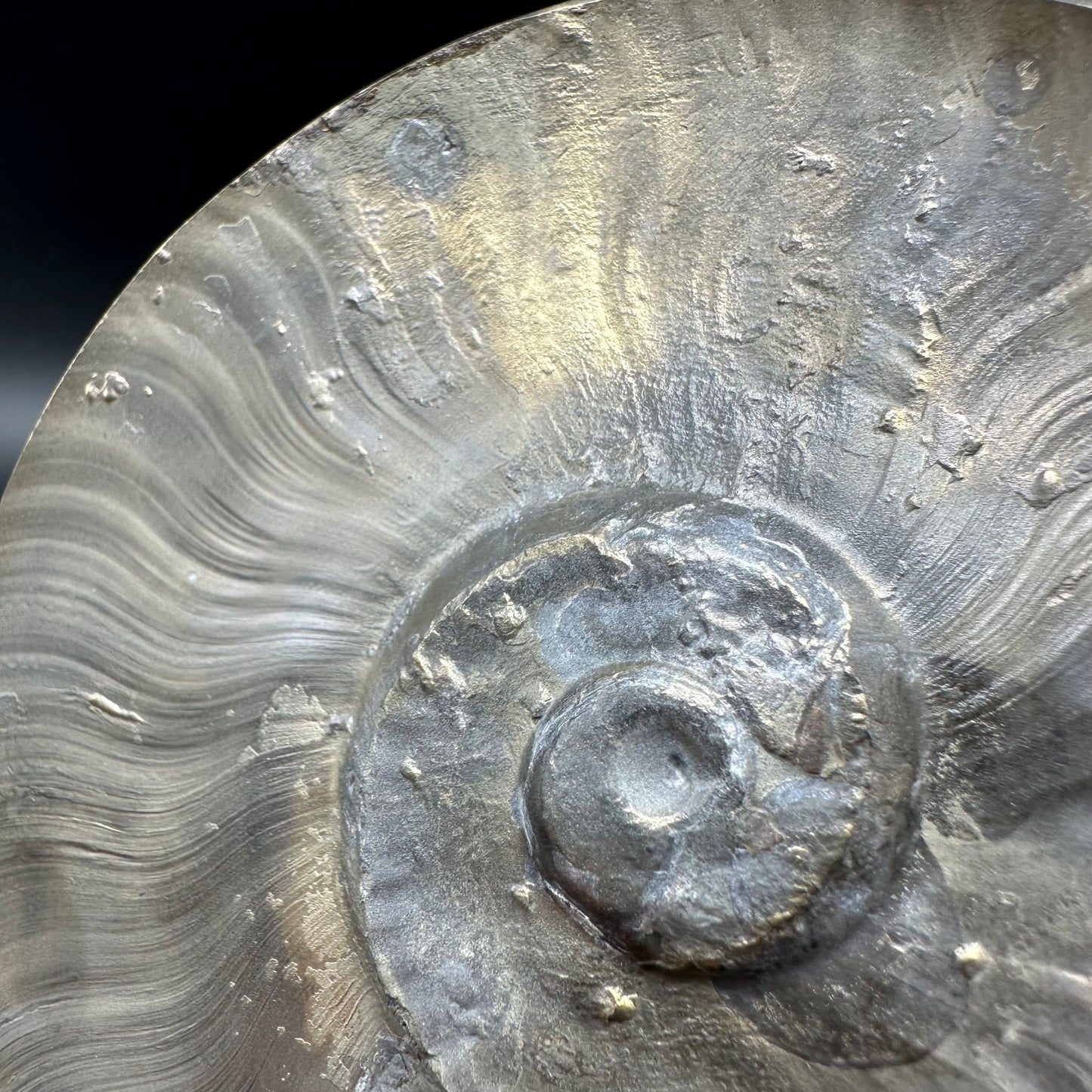Golden Egg (GENUINE) Ammonite Fossil With Stand - Whitby, North Yorkshire Jurassic Coast Yorkshire Fossils