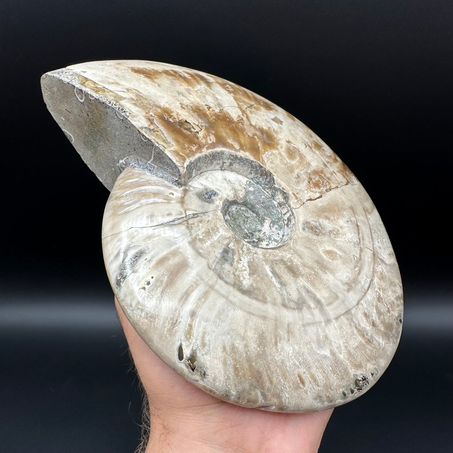 Cleoniceras Ammonite Fossil With Stand - Cretaceous Ammonite Madagascar