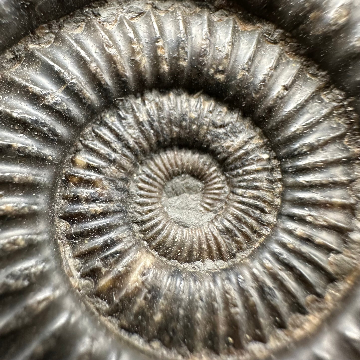 Dactylioceras Ammonite Fossil With Box And Stand - Whitby, North Yorkshire Jurassic Coast Yorkshire Fossils