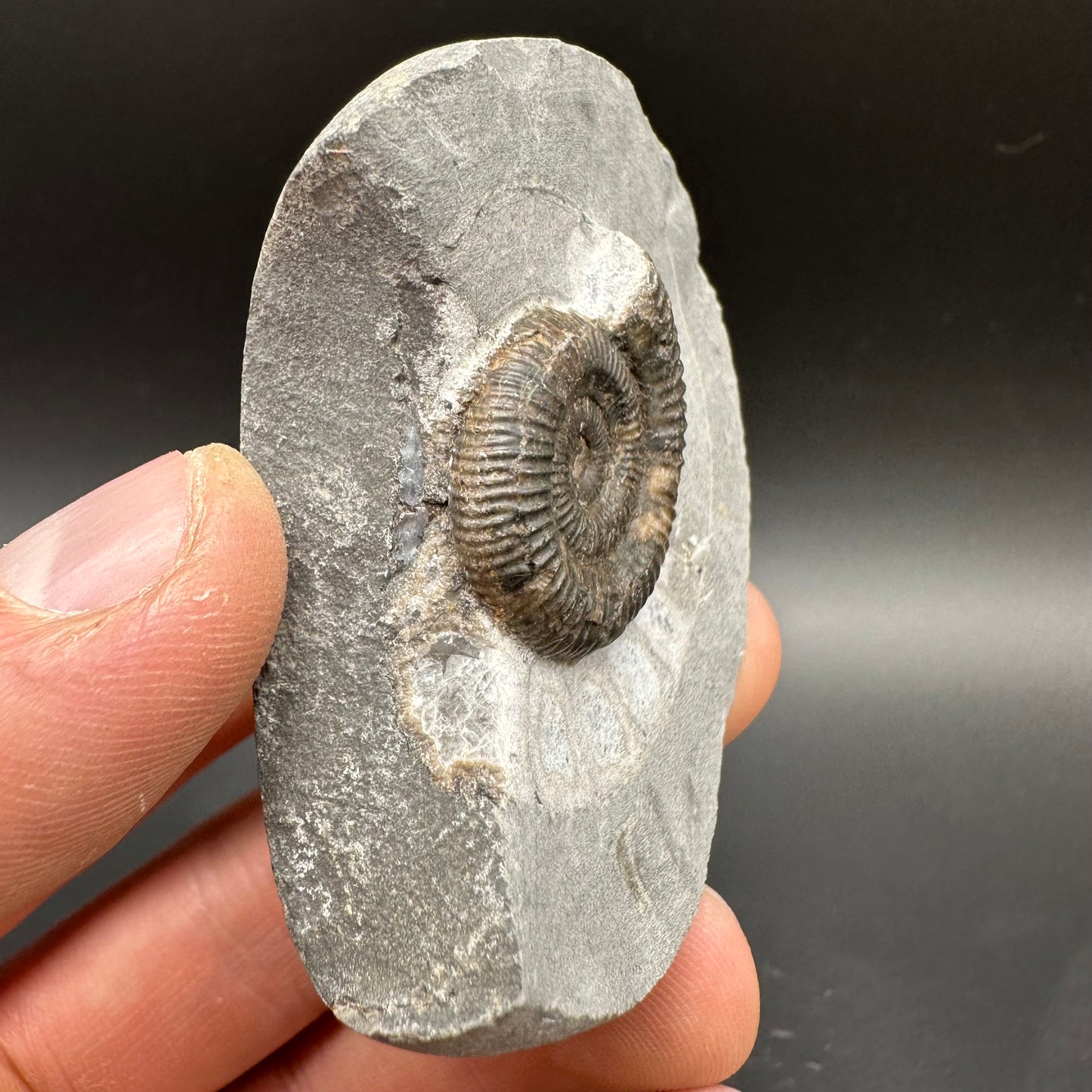 Dactylioceras Ammonite Fossil With Box And Stand - Whitby, North Yorkshire Jurassic Coast Yorkshire Fossils