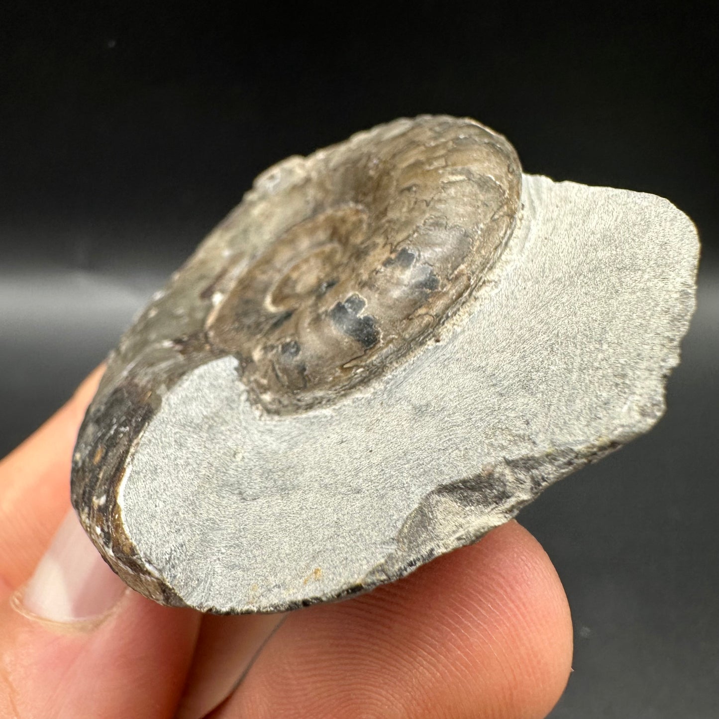 Grammoceras thoaurense Ammonite shell fossil with box and stand - Whitby, North Yorkshire, Yorkshire Fossils from the Jurassic Coast