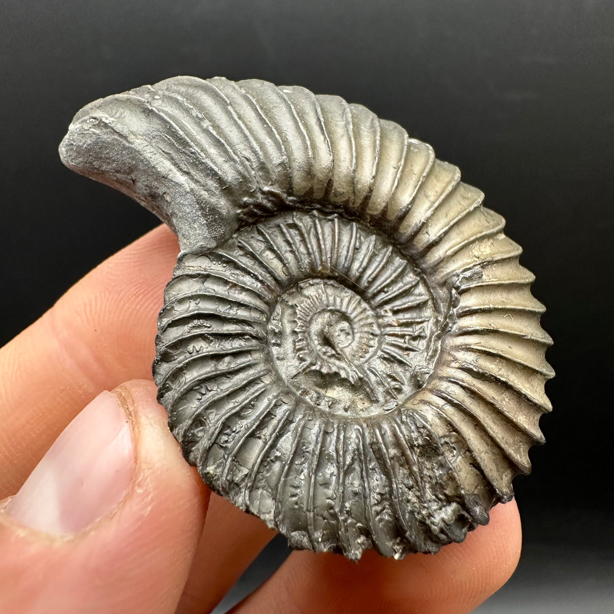 Schlothemia sp. ammonite fossil with box and stand - Whitby, North Yorkshire Jurassic Coast, Yorkshire fossils