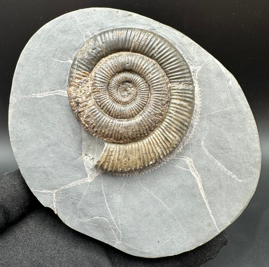 Zugodactylites Ammonite fossil with stand - Whitby, North Yorkshire Jurassic Coast, Yorkshire fossils