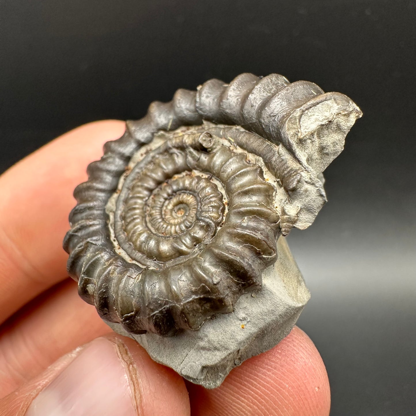 Gagaticeras Ammonite fossil with box and stand - Whitby, North Yorkshire Jurassic Coast Yorkshire Fossils