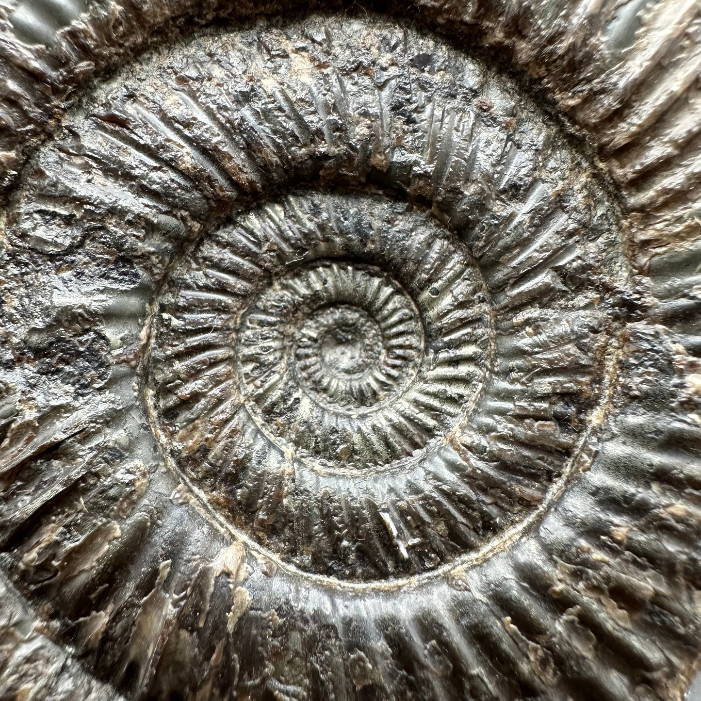 Dactylioceras semicelatum Ammonite fossil with stand - Whitby, North Yorkshire Jurassic Coast Yorkshire Fossils