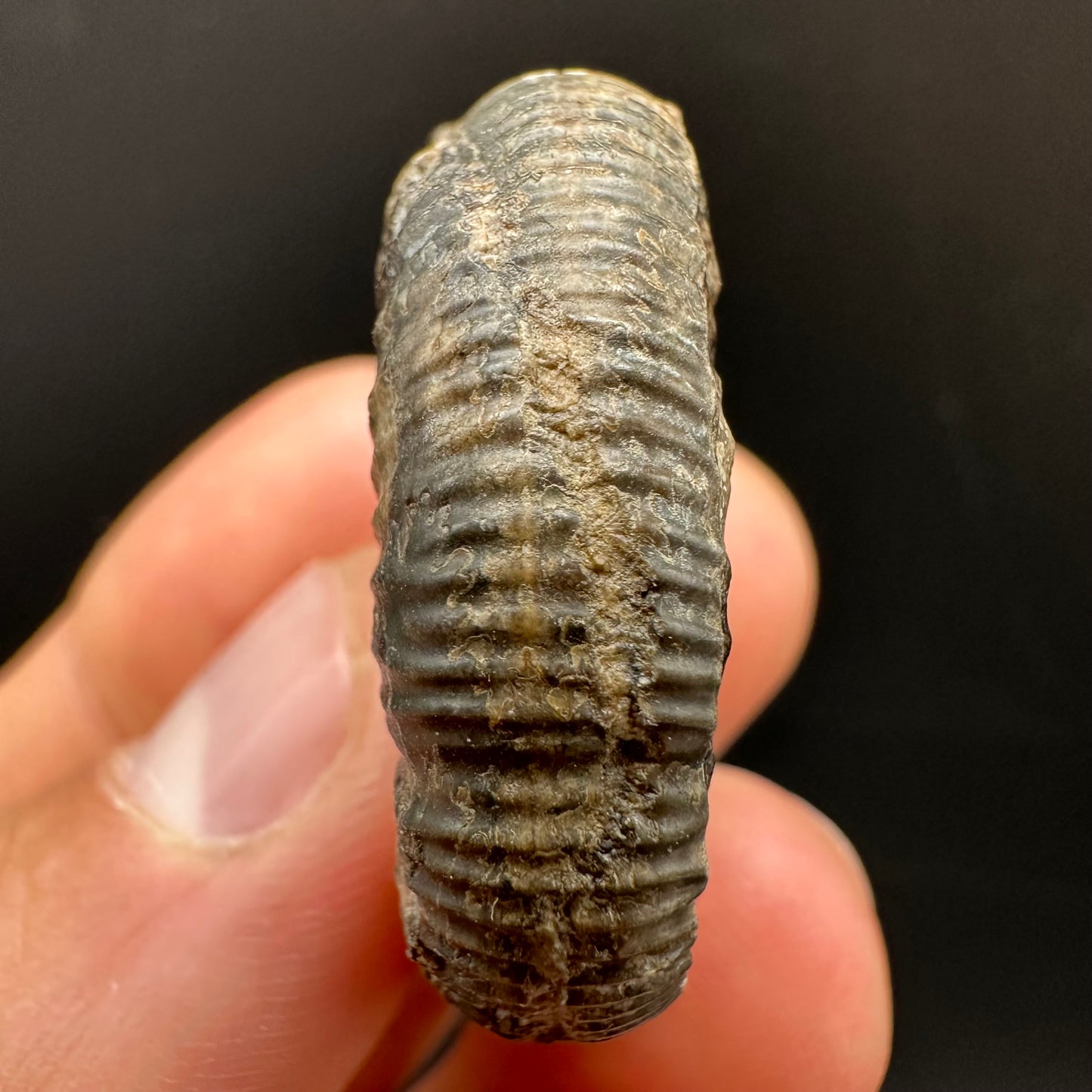 Dactylioceras Ammonite Fossil Gift Set - Whitby, North Yorkshire Jurassic Coast Yorkshire Fossils