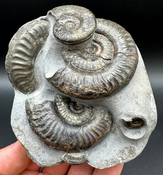 Grammoceras thoaurense Ammonite shell fossil with box and stand - Whitby, North Yorkshire, Yorkshire Fossils from the Jurassic Coast