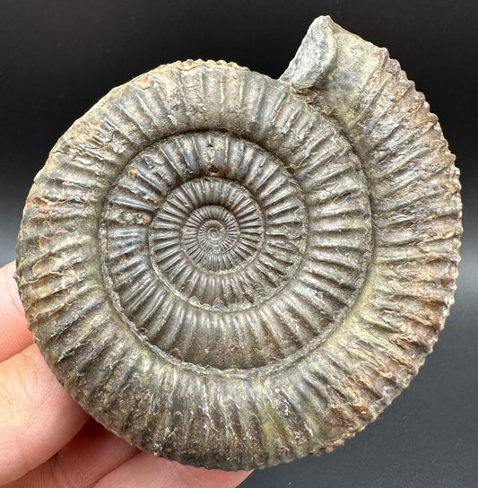 Dactylioceras Ammonite Fossil With Box And Stand - Whitby, North Yorkshire Jurassic Coast Yorkshire Fossils