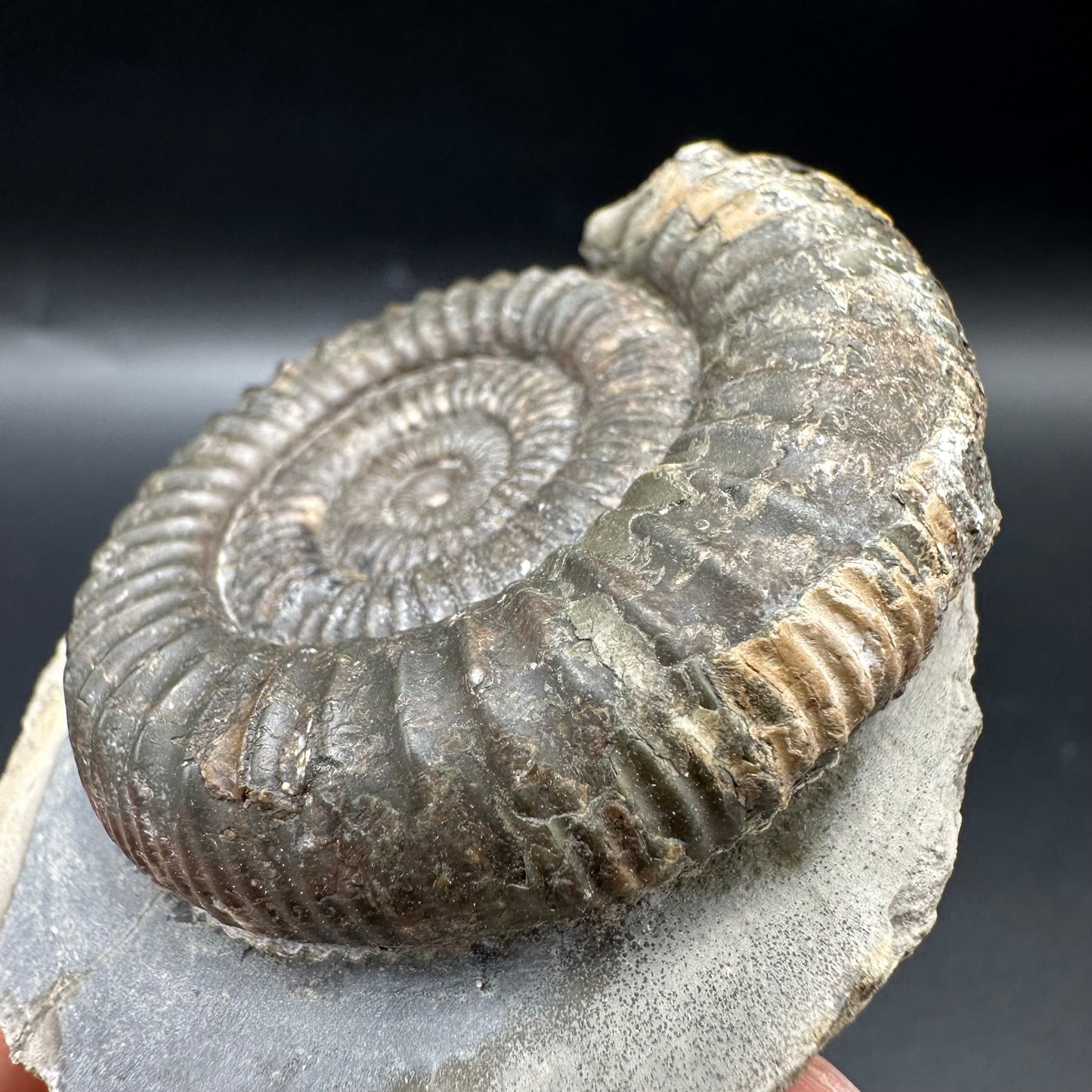 Dactylioceras Ammonite Fossil With Box And Stand - Whitby, North Yorkshire Jurassic Coast Yorkshire Fossils