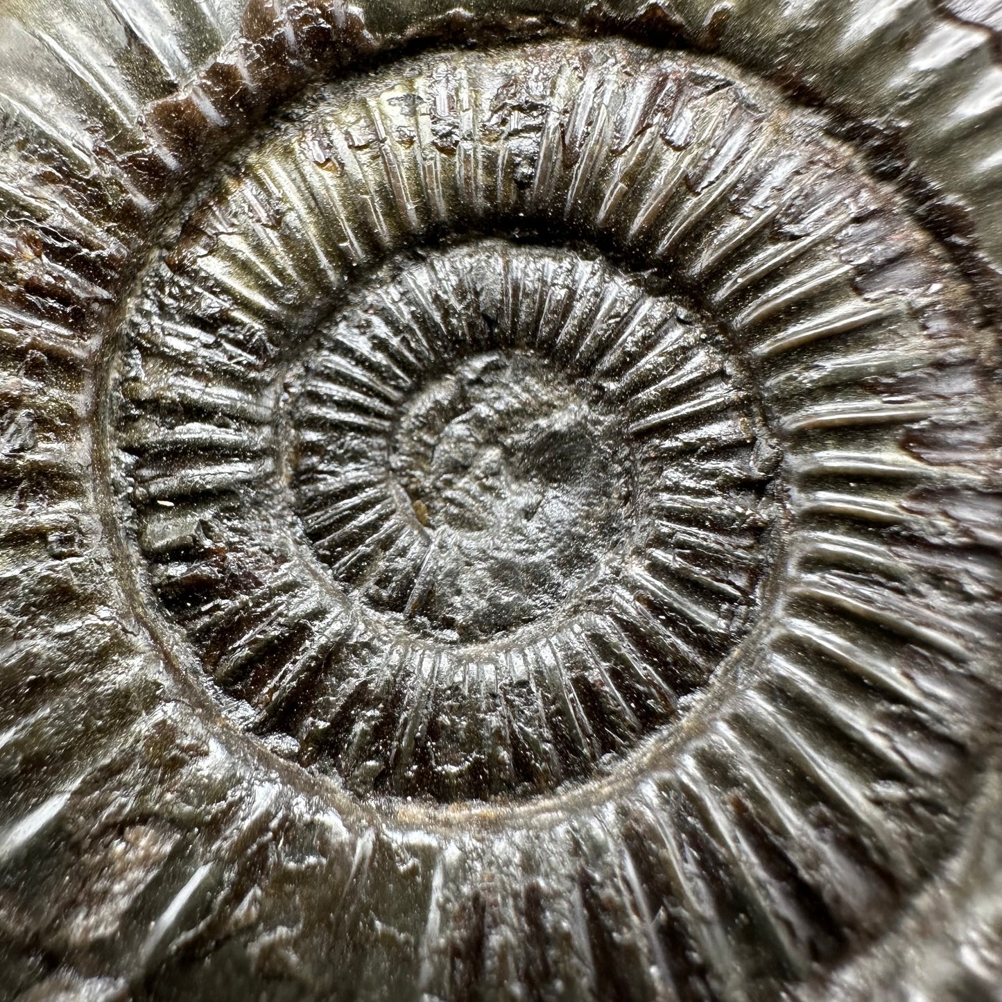 Dactylioceras Ammonite Fossil With Box And Stand - Whitby, North Yorkshire Jurassic Coast Yorkshire Fossils