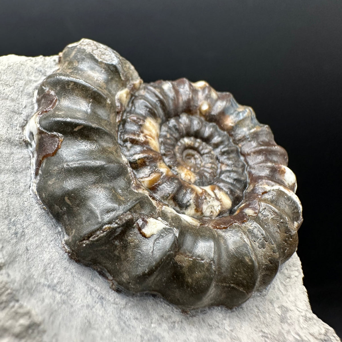 Androgynoceras maculatum ammonite fossil with box and stand - Whitby, North Yorkshire Jurassic Coast Yorkshire Fossils