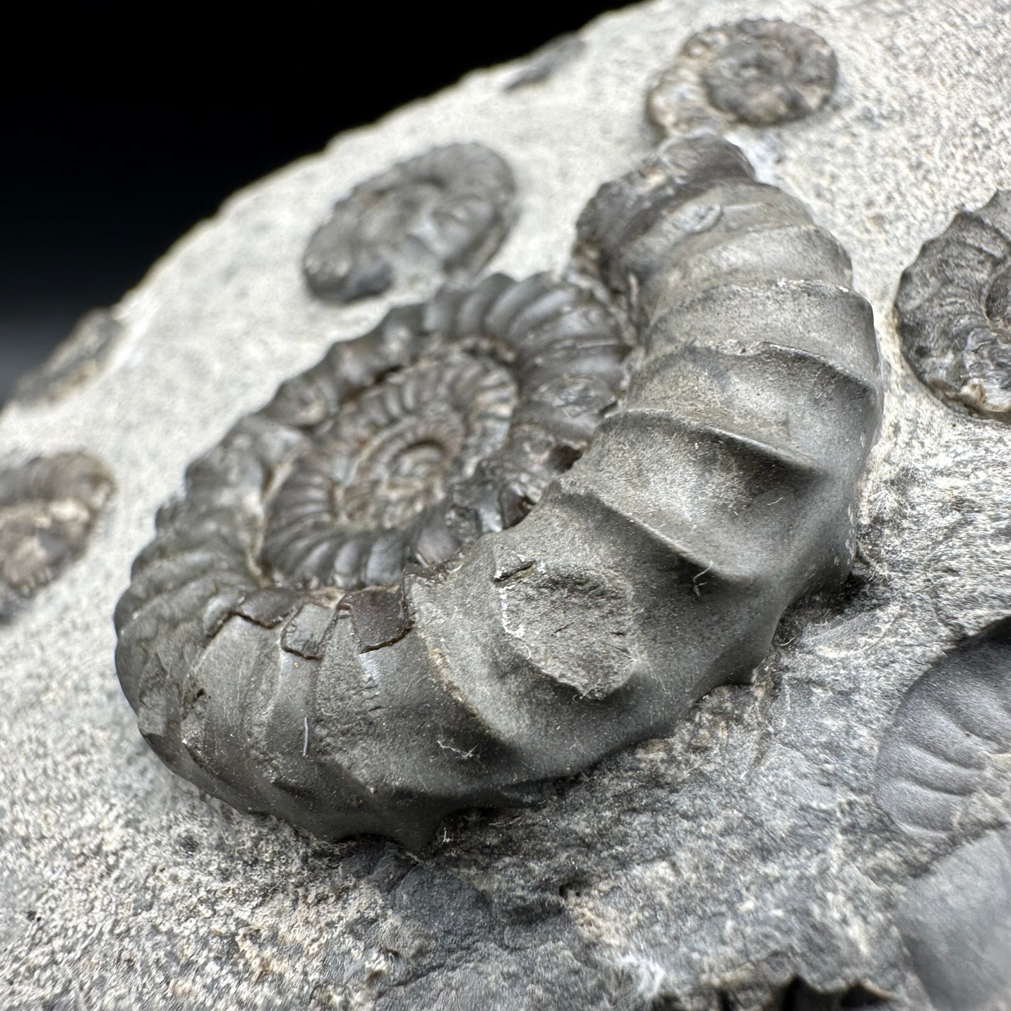 Arnioceras ammonite shell fossil with box and stand - Whitby, North Yorkshire Jurassic Coast Yorkshire Fossils