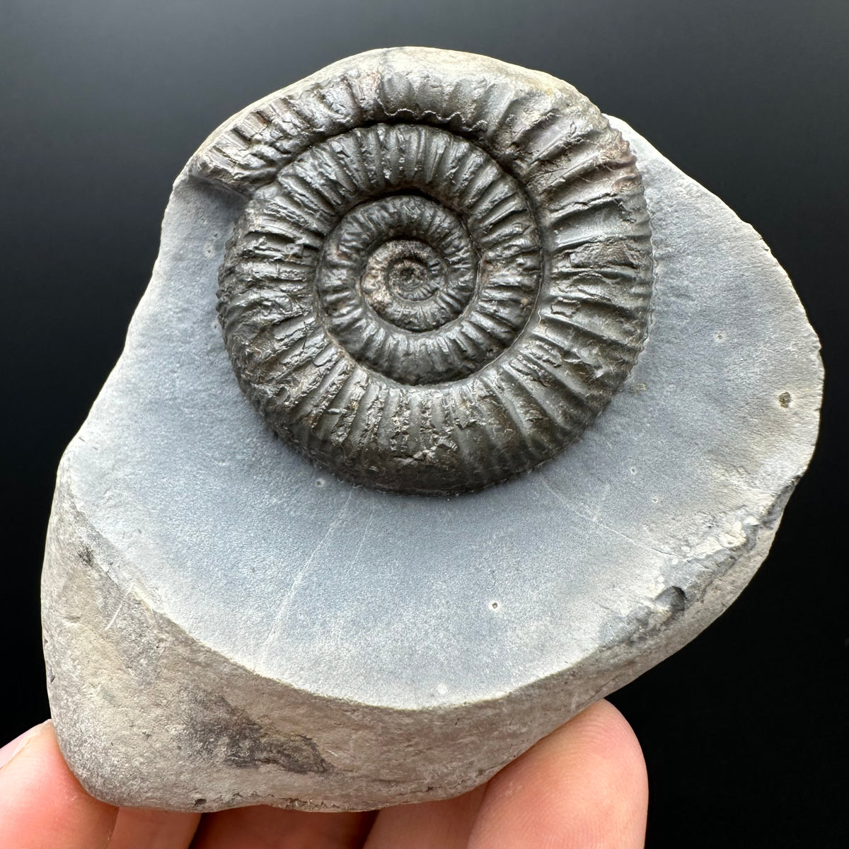 Dactylioceras Ammonite Fossil With box and Stand - Whitby, North Yorkshire Jurassic Coast Yorkshire Fossils