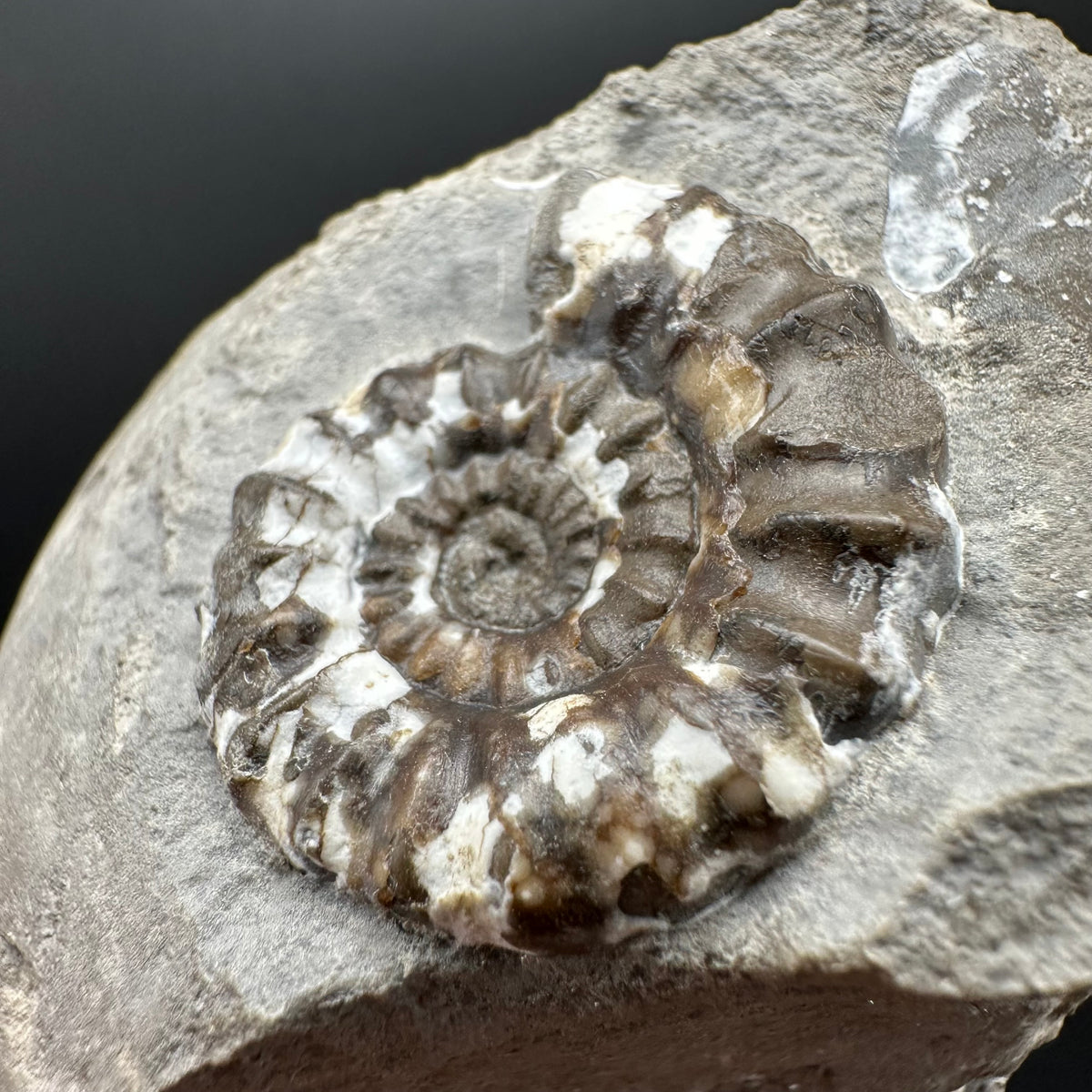 Androgynoceras maculatum ammonite fossil with box and stand - Whitby, North Yorkshire Jurassic Coast Yorkshire Fossils