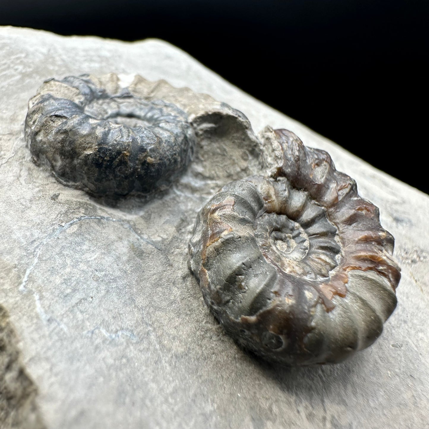 Androgynoceras maculatum ammonite fossil with gift box and stand - Whitby, North Yorkshire Jurassic Coast Yorkshire Fossils