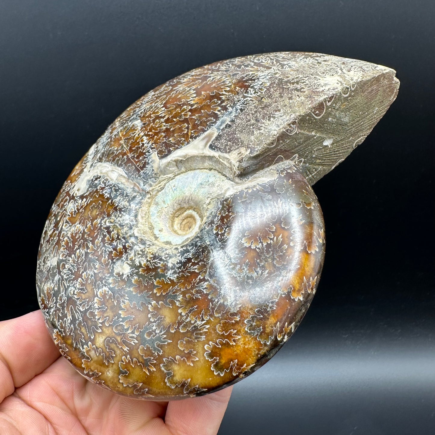 Cleoniceras Ammonite Fossil With Stand - Cretaceous Ammonite Madagascar