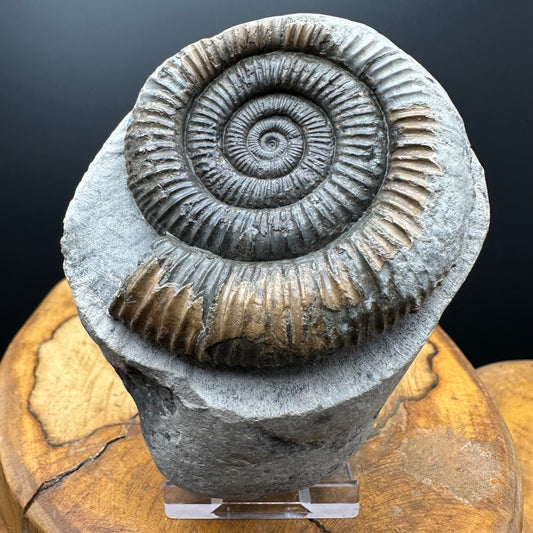 Dactylioceras Ammonite Fossil With box and Stand - Whitby, North Yorkshire Jurassic Coast Yorkshire Fossils