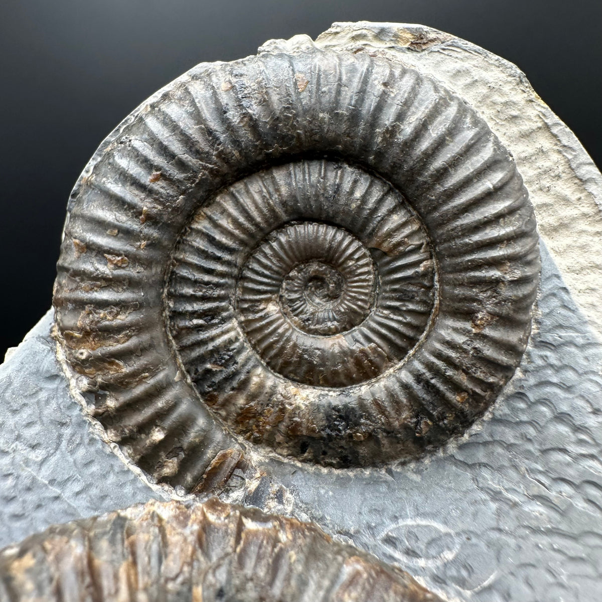 Dactylioceras Ammonite Fossil With Stand - Whitby, North Yorkshire Jurassic Coast Yorkshire Fossils
