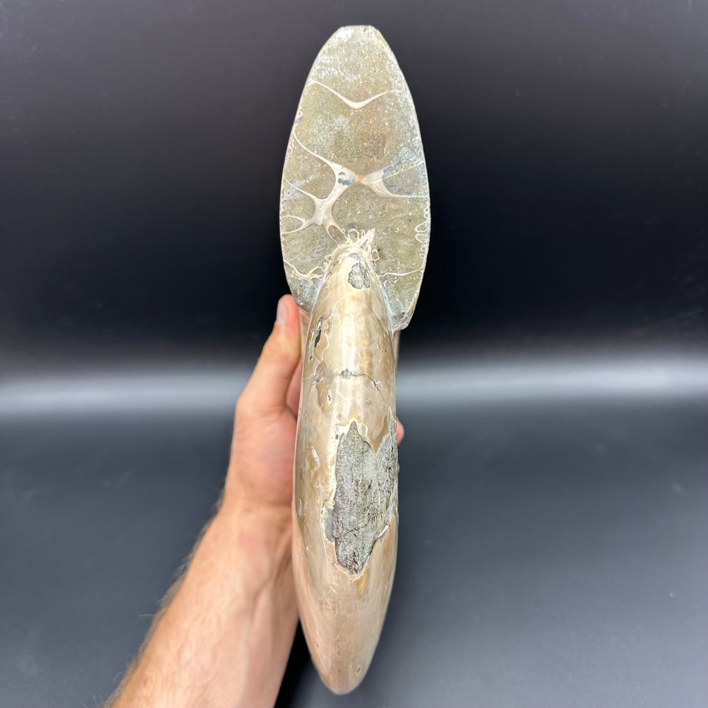 Cleoniceras Ammonite Fossil With Stand - Cretaceous Ammonite Madagascar
