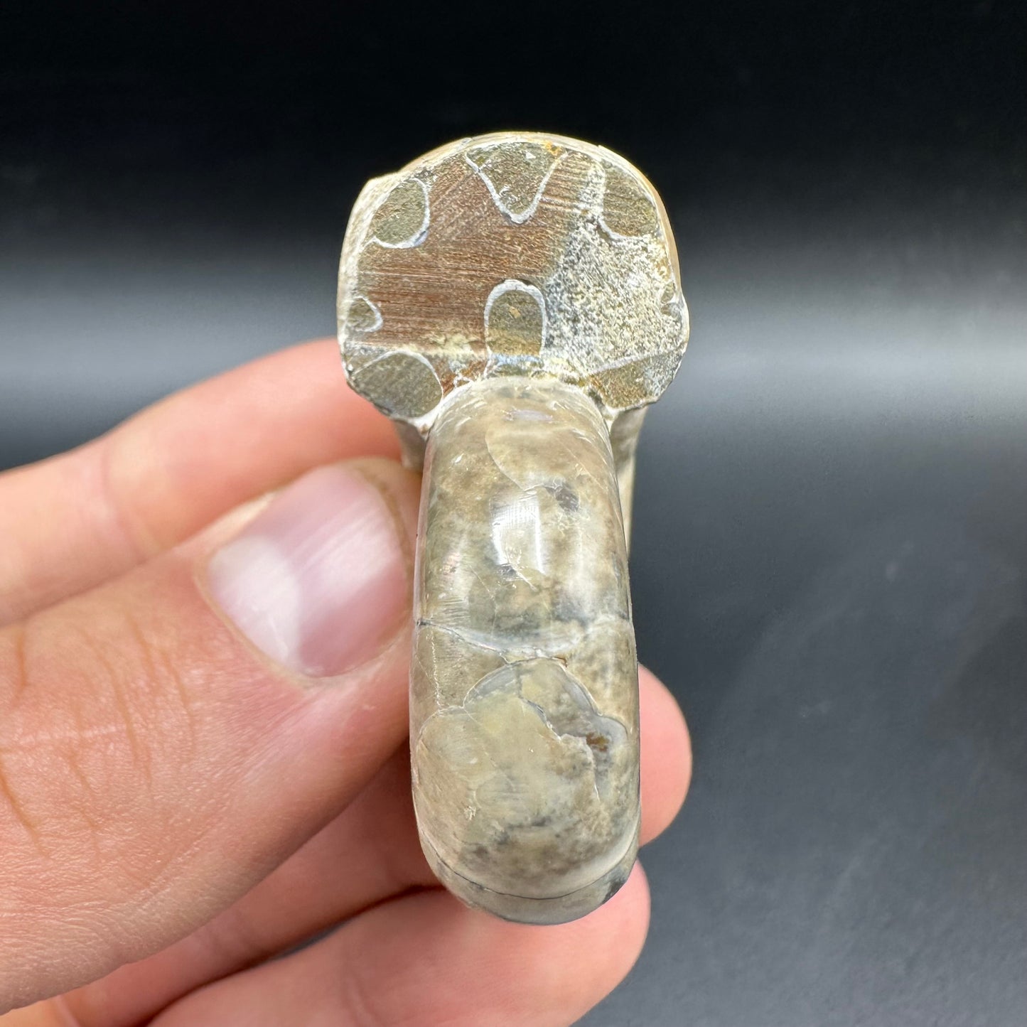 Lytoceras Ammonite Fossil With Box And Stand - Cretaceous Ammonite Madagascar