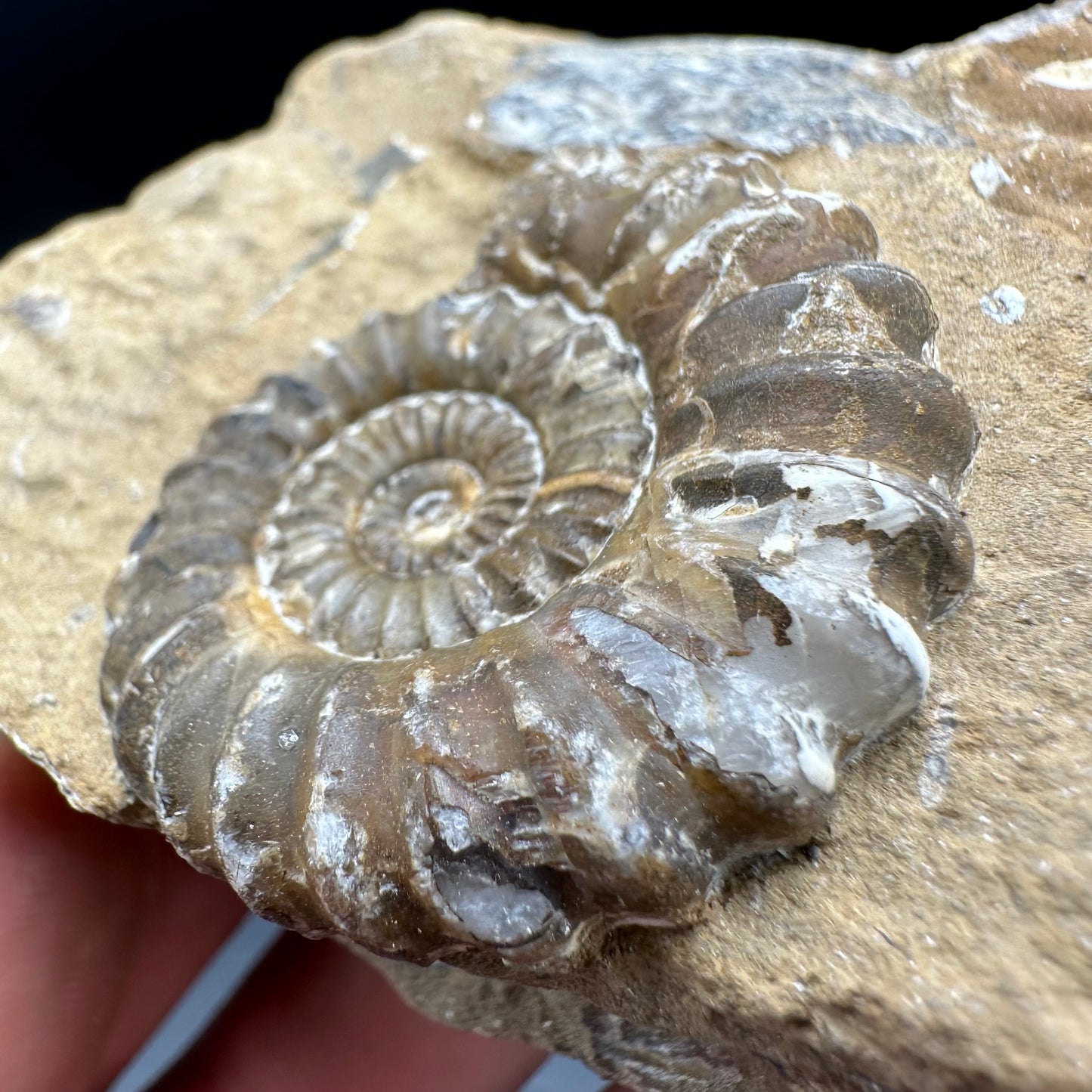 Androgynoceras Capricornus ammonite fossil with box and stand - Whitby, North Yorkshire Jurassic Coast Yorkshire Fossils