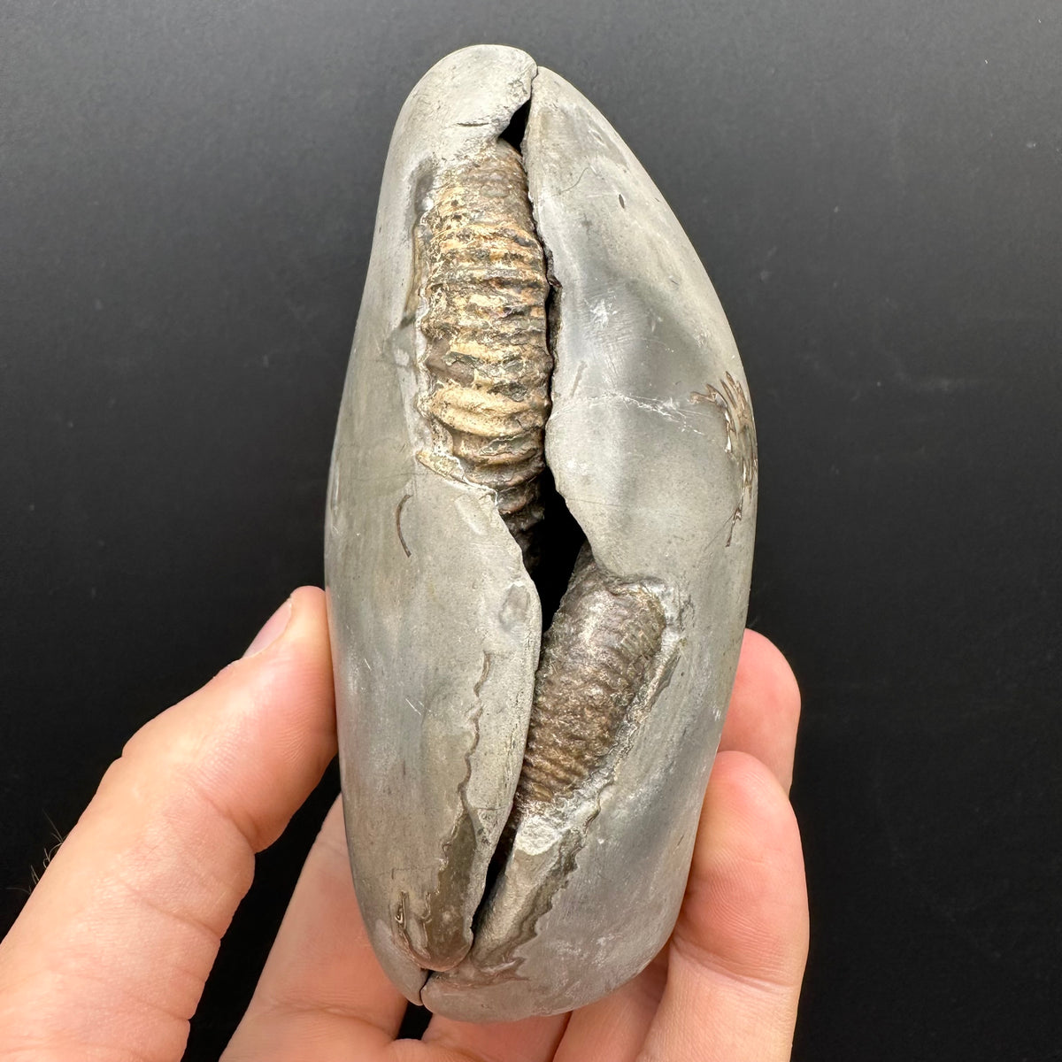 Dactylioceras Ammonite nodule (split pair) Fossil With Stand - Whitby, North Yorkshire Jurassic Coast Yorkshire Fossils