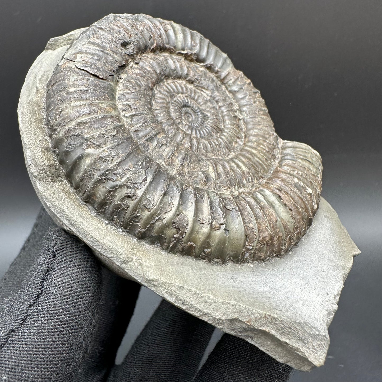Dactylioceras Ammonite Fossil With Box And Stand - Whitby, North Yorkshire Jurassic Coast Yorkshire Fossils